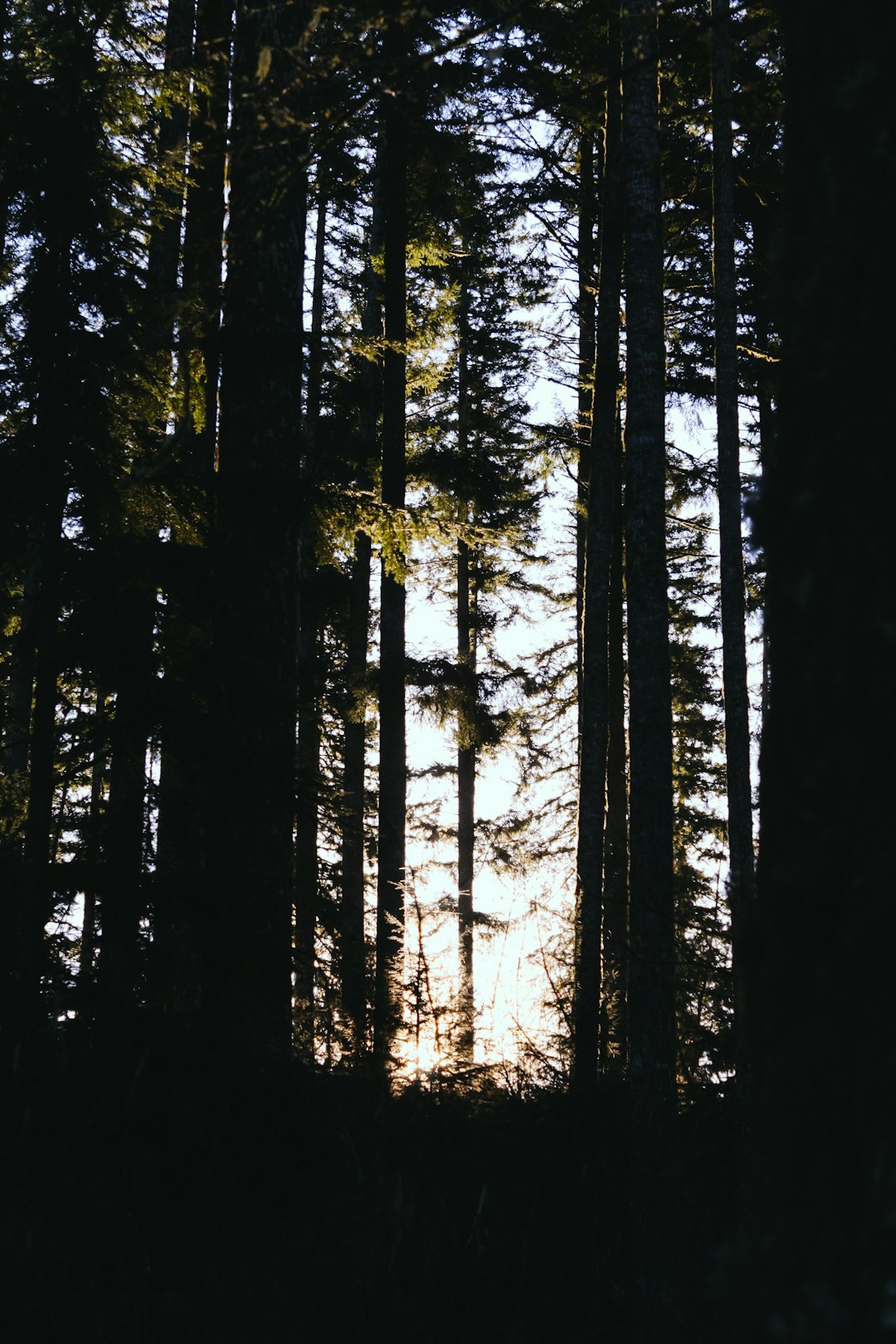 green-leafed trees