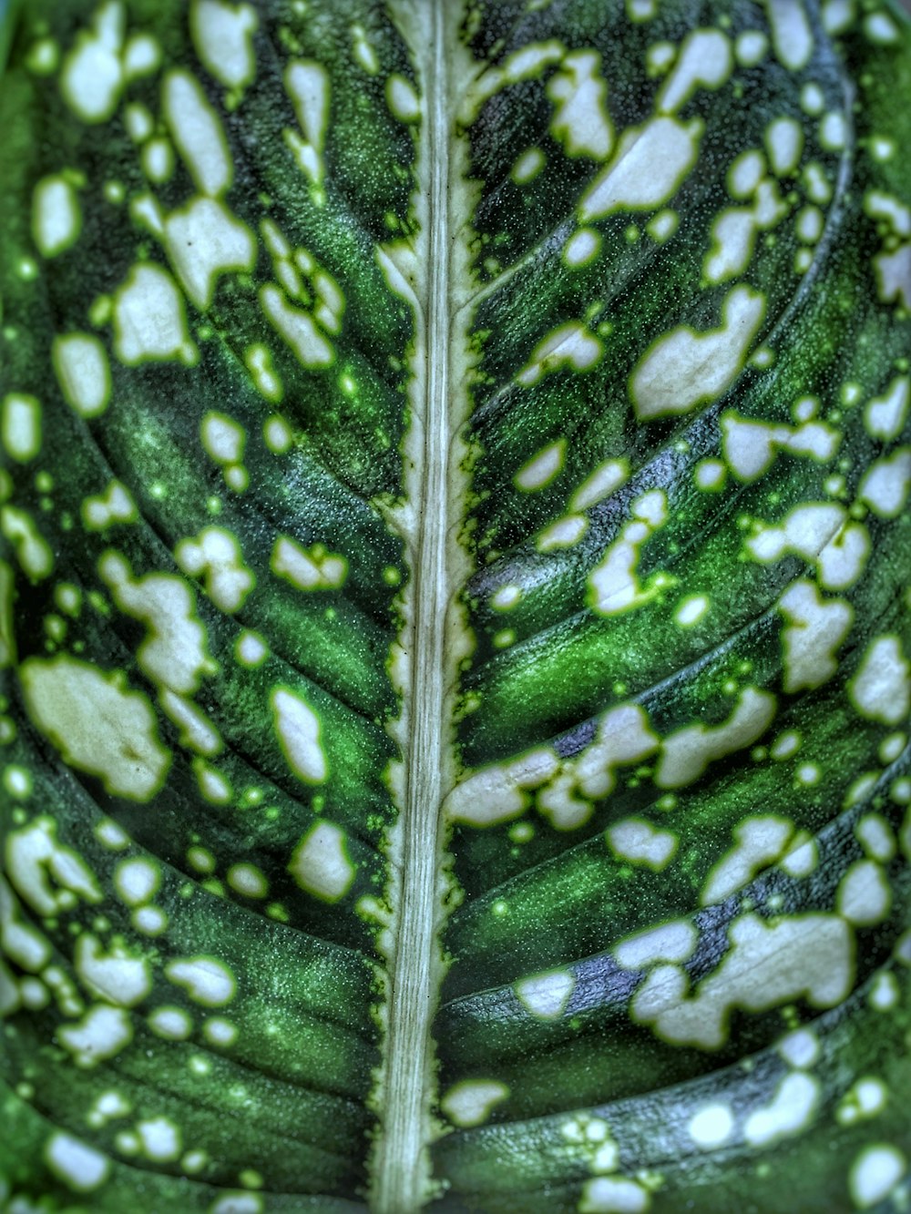 shallow focus photo of green leaf