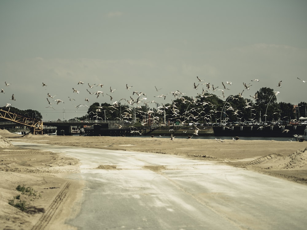 seagull birds