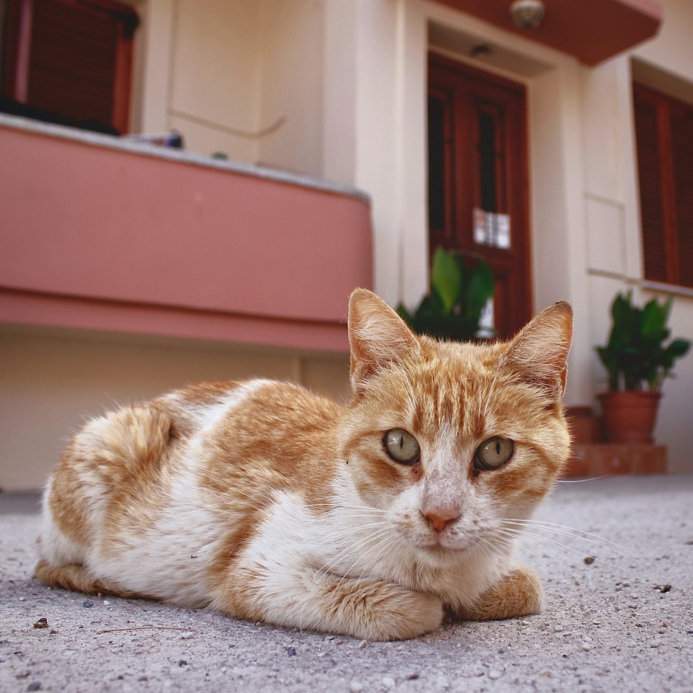 orange and white--fur cat close-up photography