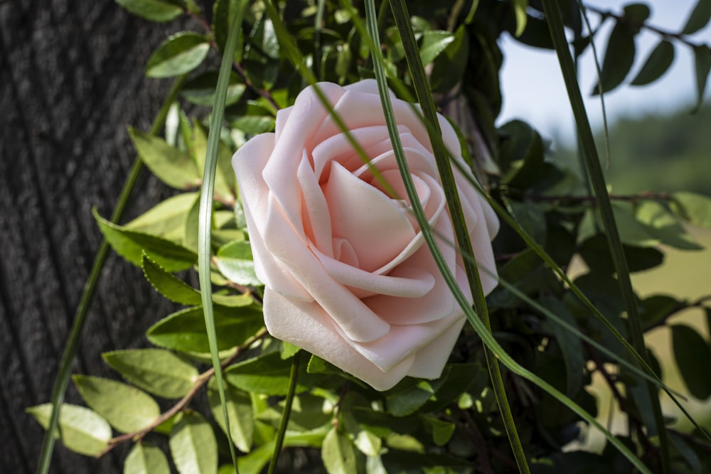 Rosablättrige Rose in der Nähe von Baumrinde