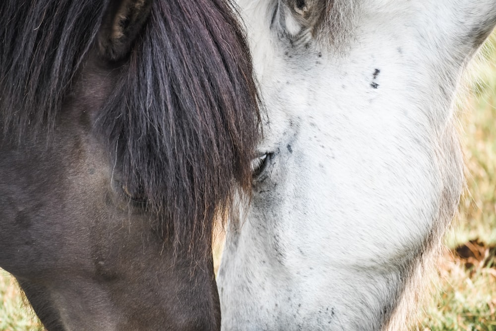 two black and white horses