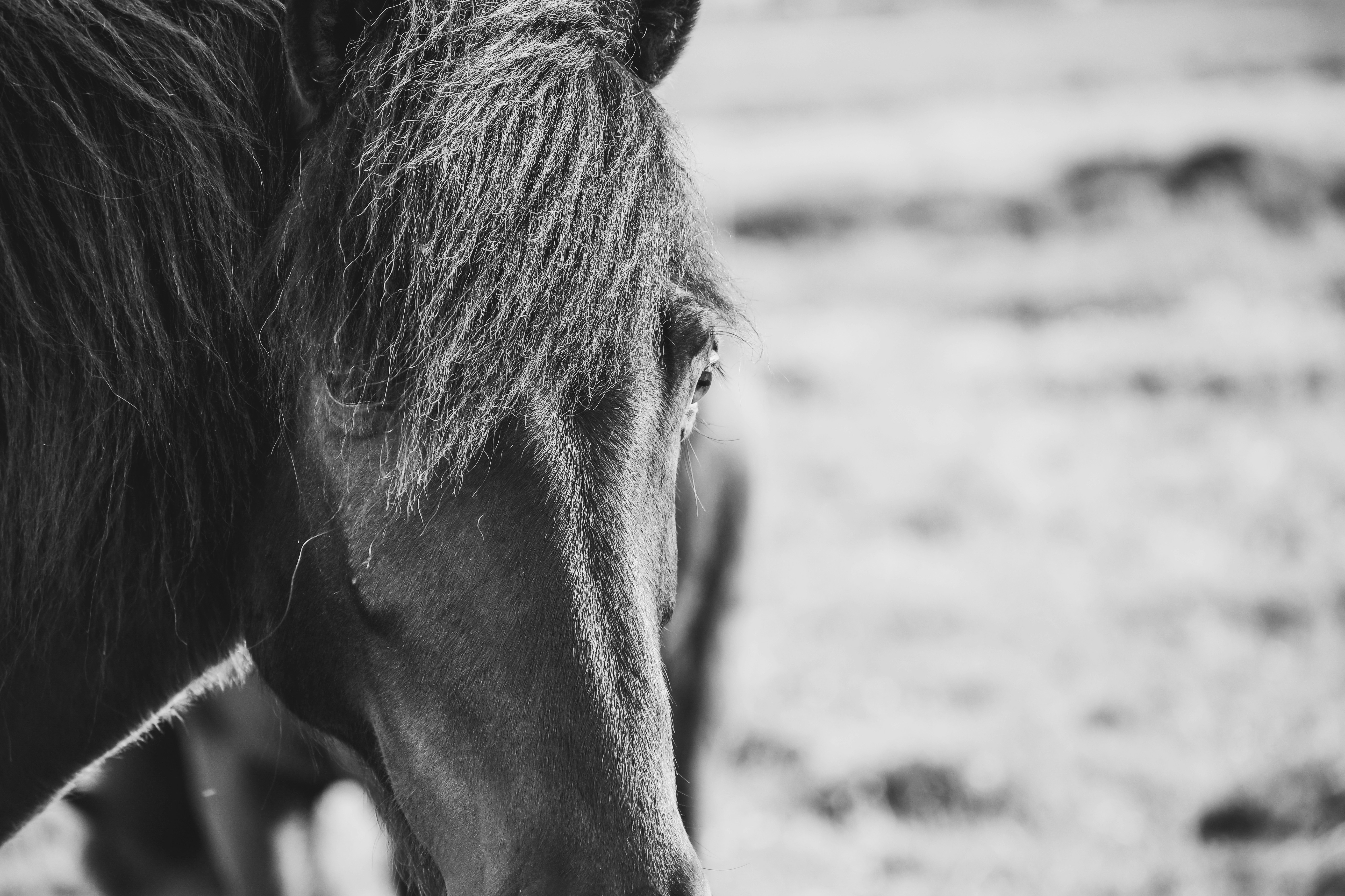 500 Black Horse Pictures Hd Download Free Images On Unsplash