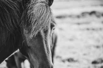 A close-up of a Percheron horse's strong muscular build.