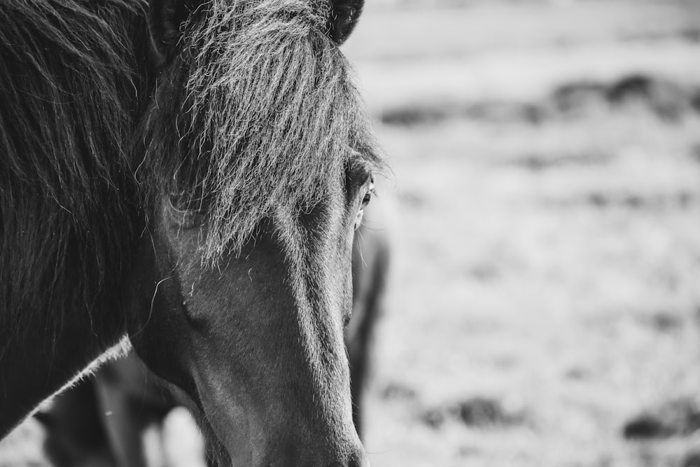 500 Black Horse Pictures Hd Download Free Images On Unsplash