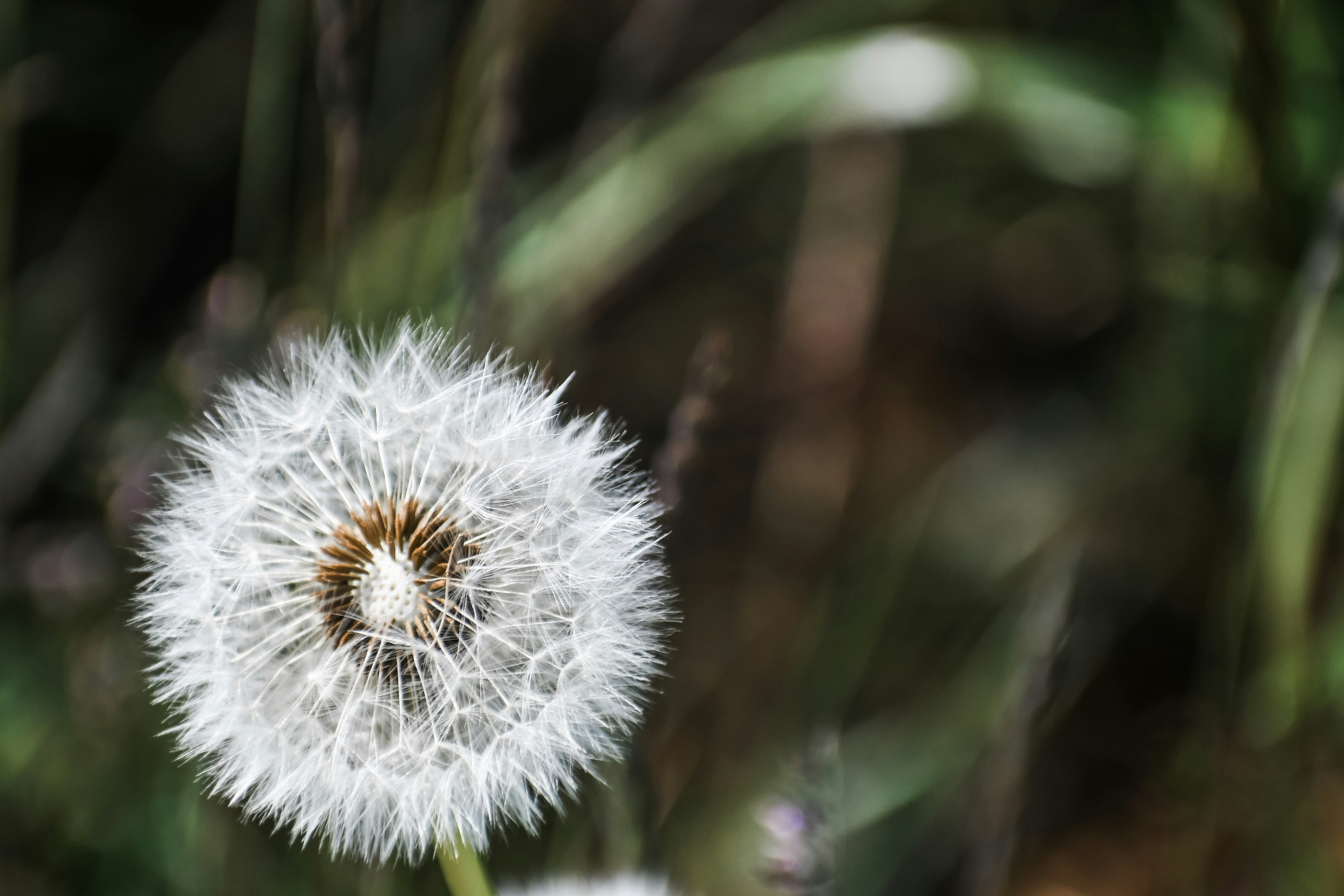 white dandelion flower selective focus photography