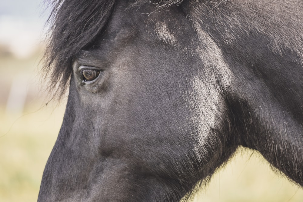 black horse close-up photography