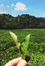 A friendly farmer holding fresh patchouli leaves in a lush green field under a bright sky.