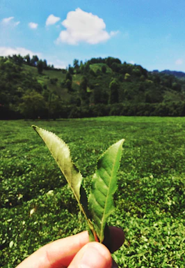 A friendly farmer holding fresh patchouli leaves in a lush green field under a bright sky.