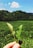 Close-up of hands holding fresh green crops in a farm field.