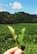 Close-up of hands holding fresh green crops in a farm field.
