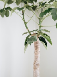 A close-up of a houseplant with green leaves and a textured trunk set against a light background.