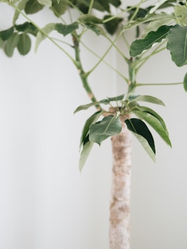 A close-up of a houseplant with green leaves and a textured trunk set against a light background.