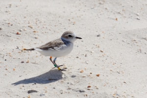 Pupfish Explorer Kit