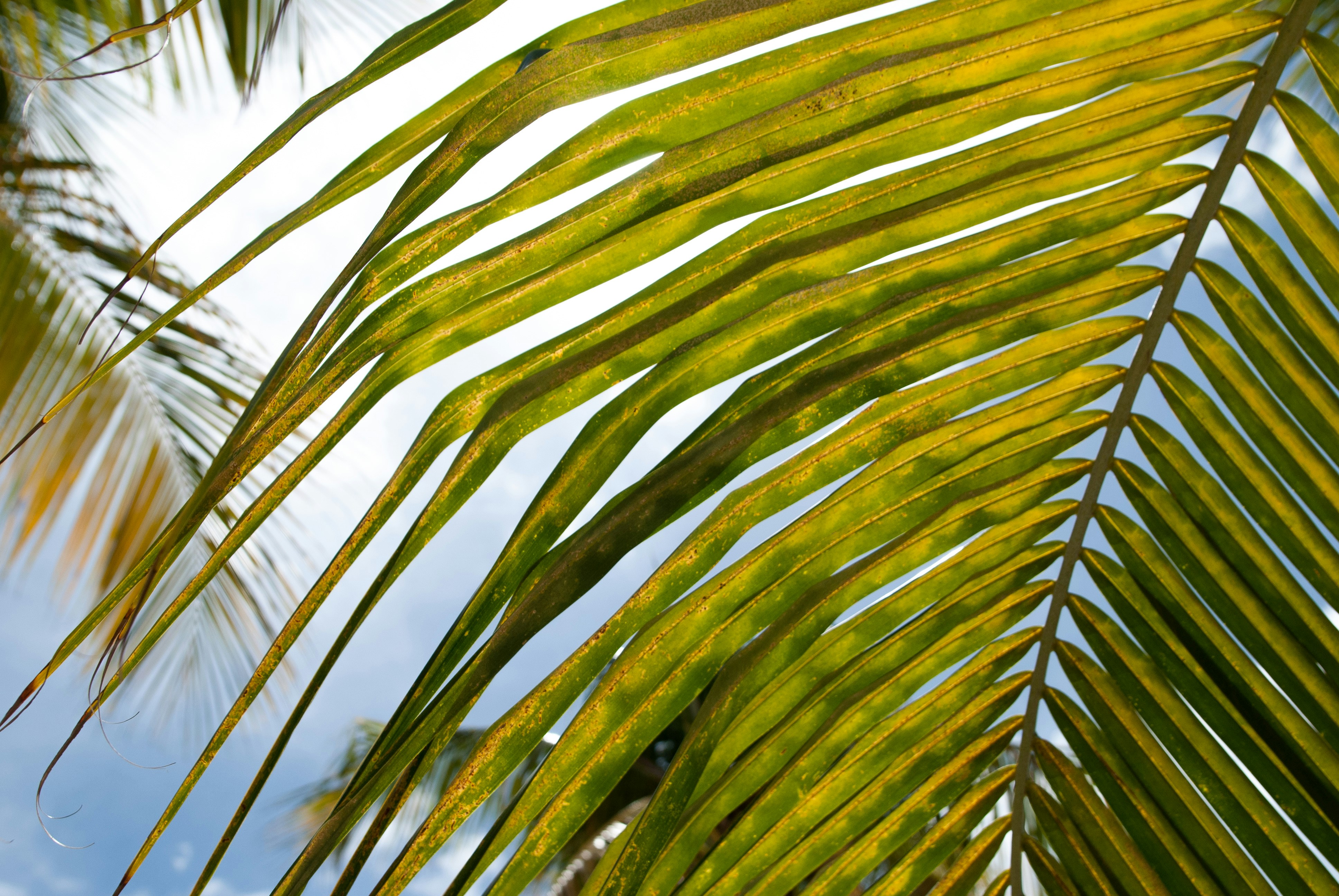 lilypenadr - Link in Bio & Creator Tools | Beacons