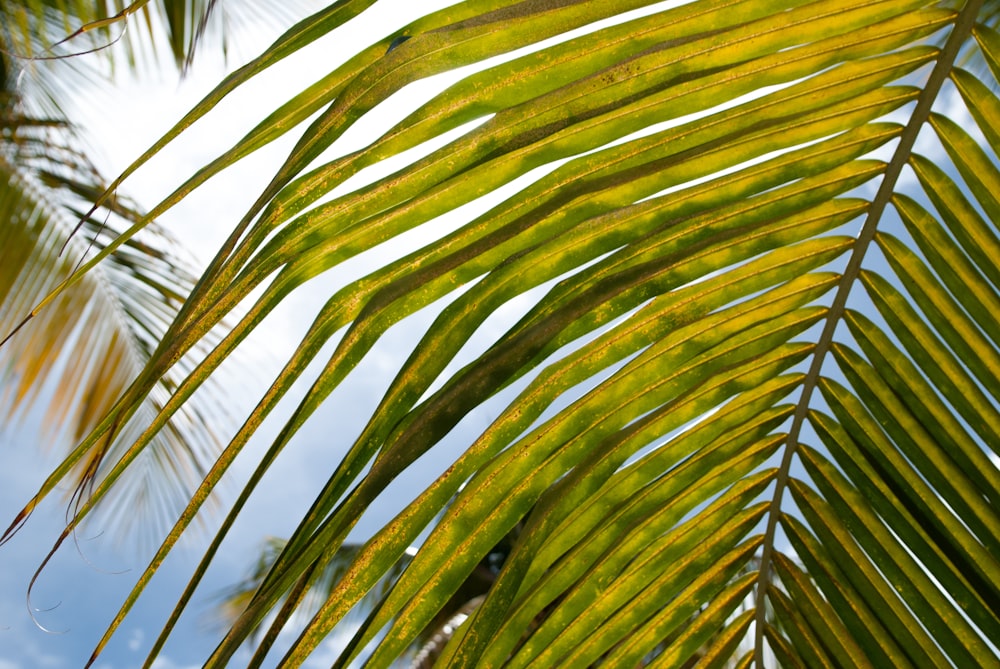 green coconut leaves