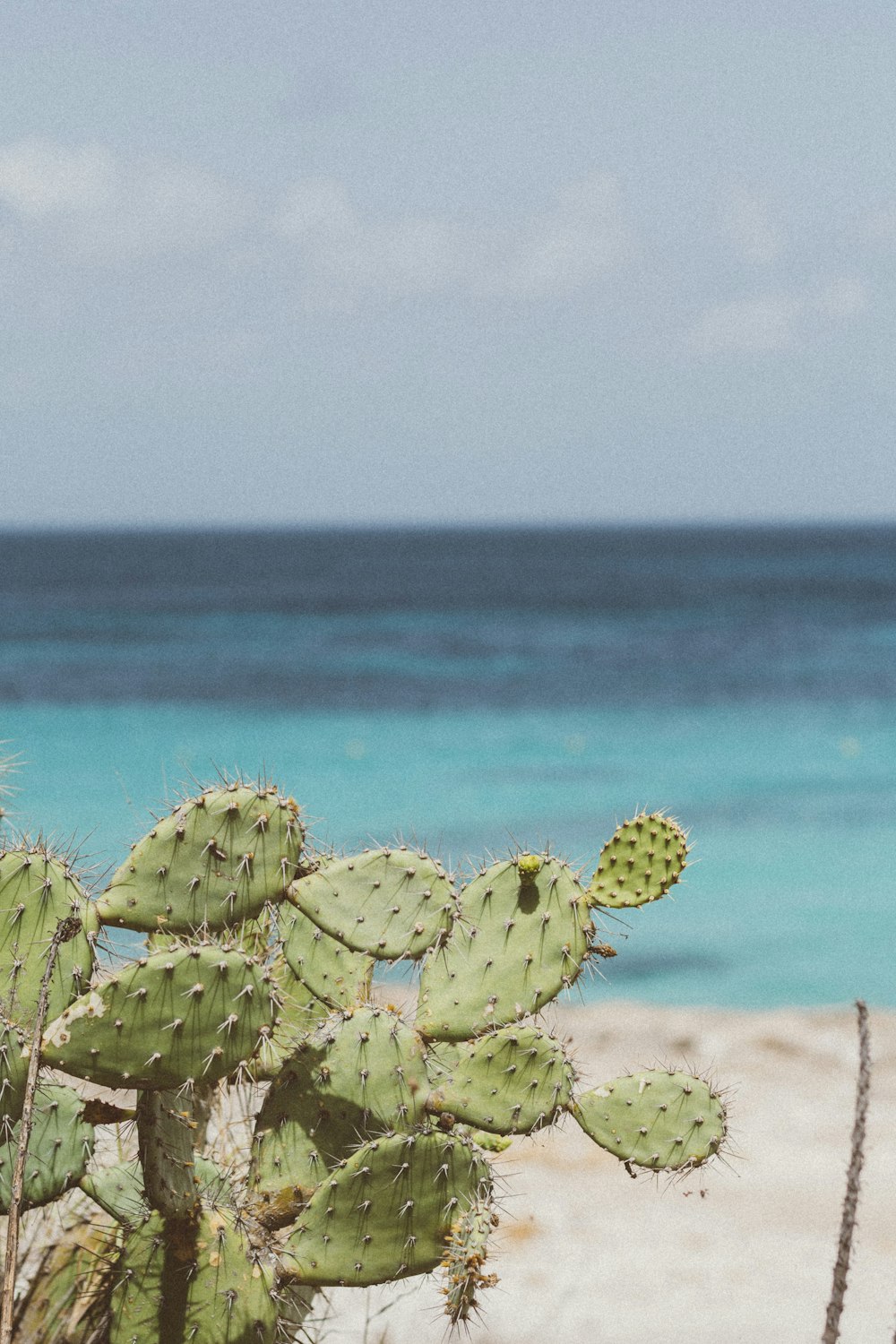 green cactus near the ocean