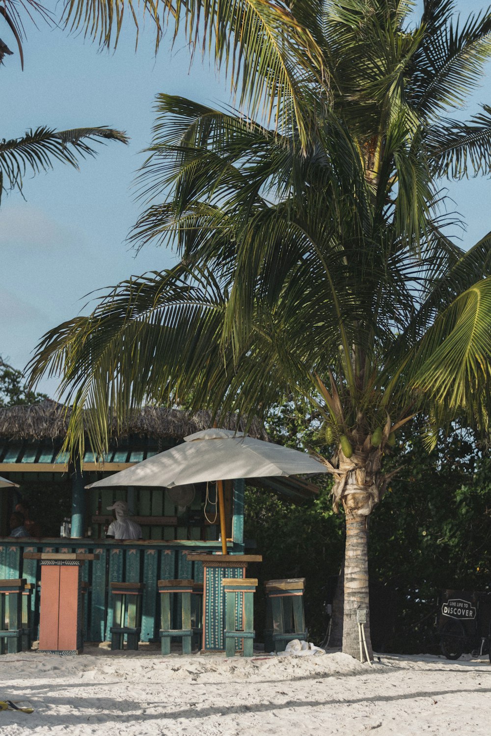 coconut tree next to parasol