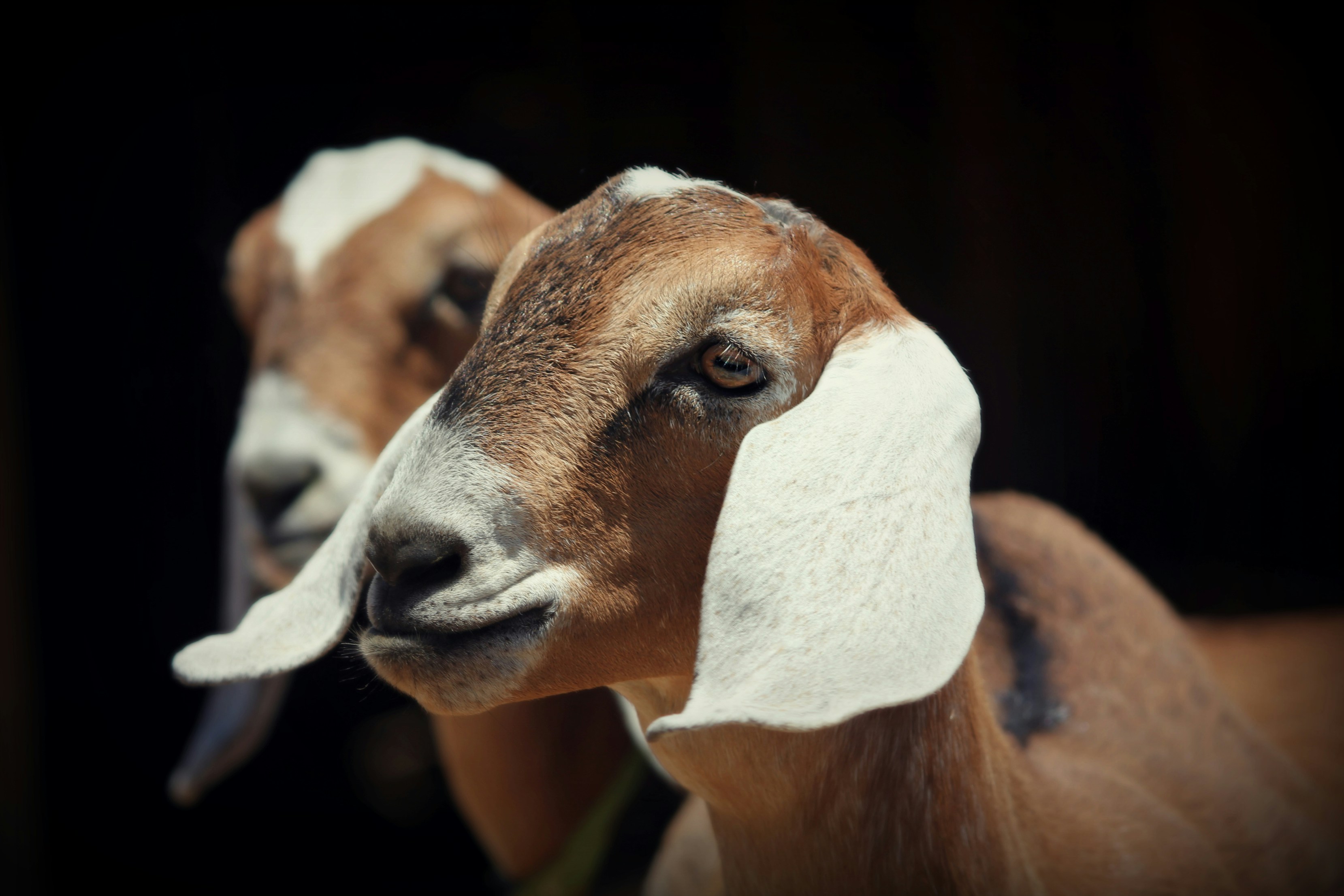 Petting Zoo Pictures | Download Free Images on Unsplash