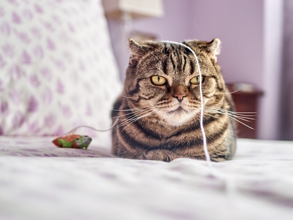 gatito atigrado marrón en la cama