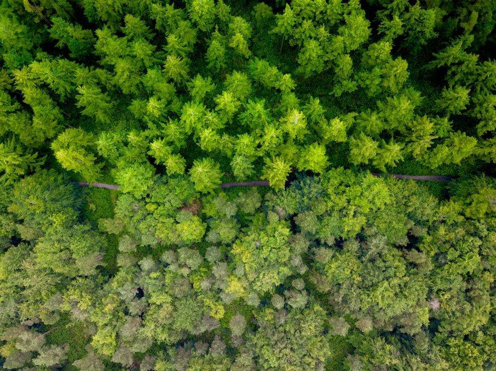 road in the middle of the forest during day