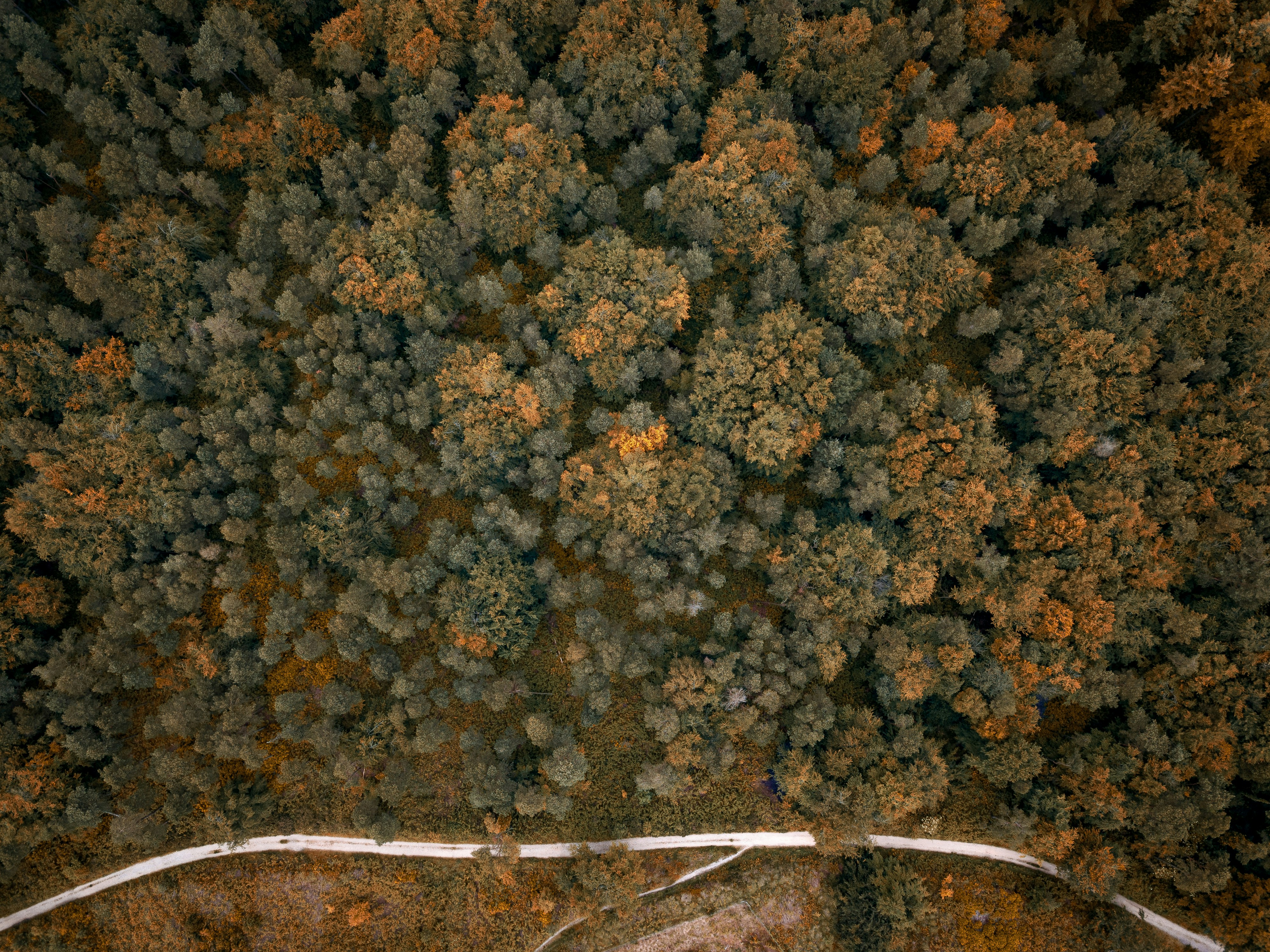 orange and green tree beside a road aerial view photography
