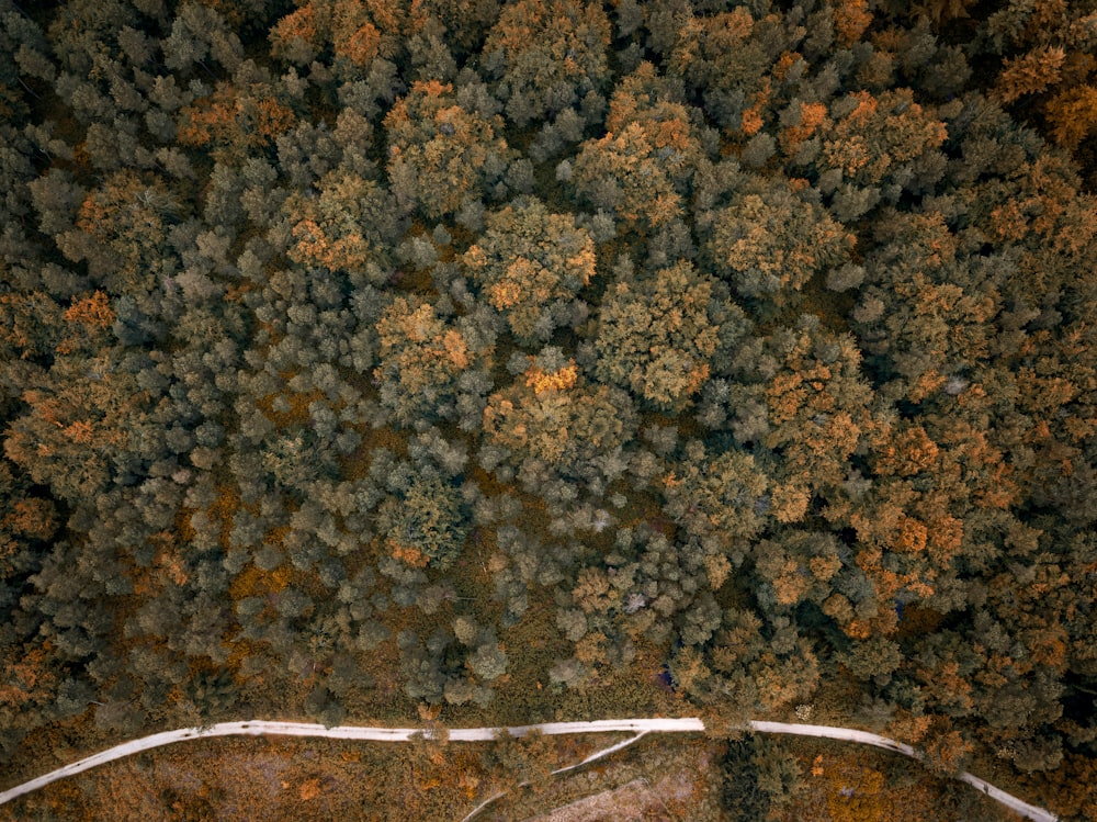 orange and green tree beside a road aerial view photography