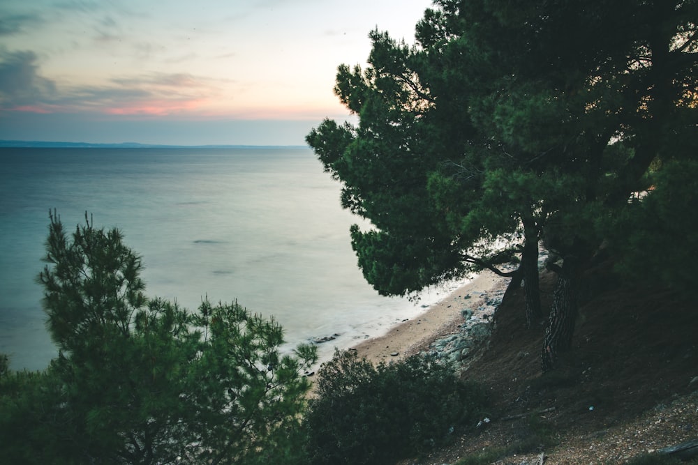 trees beside beach