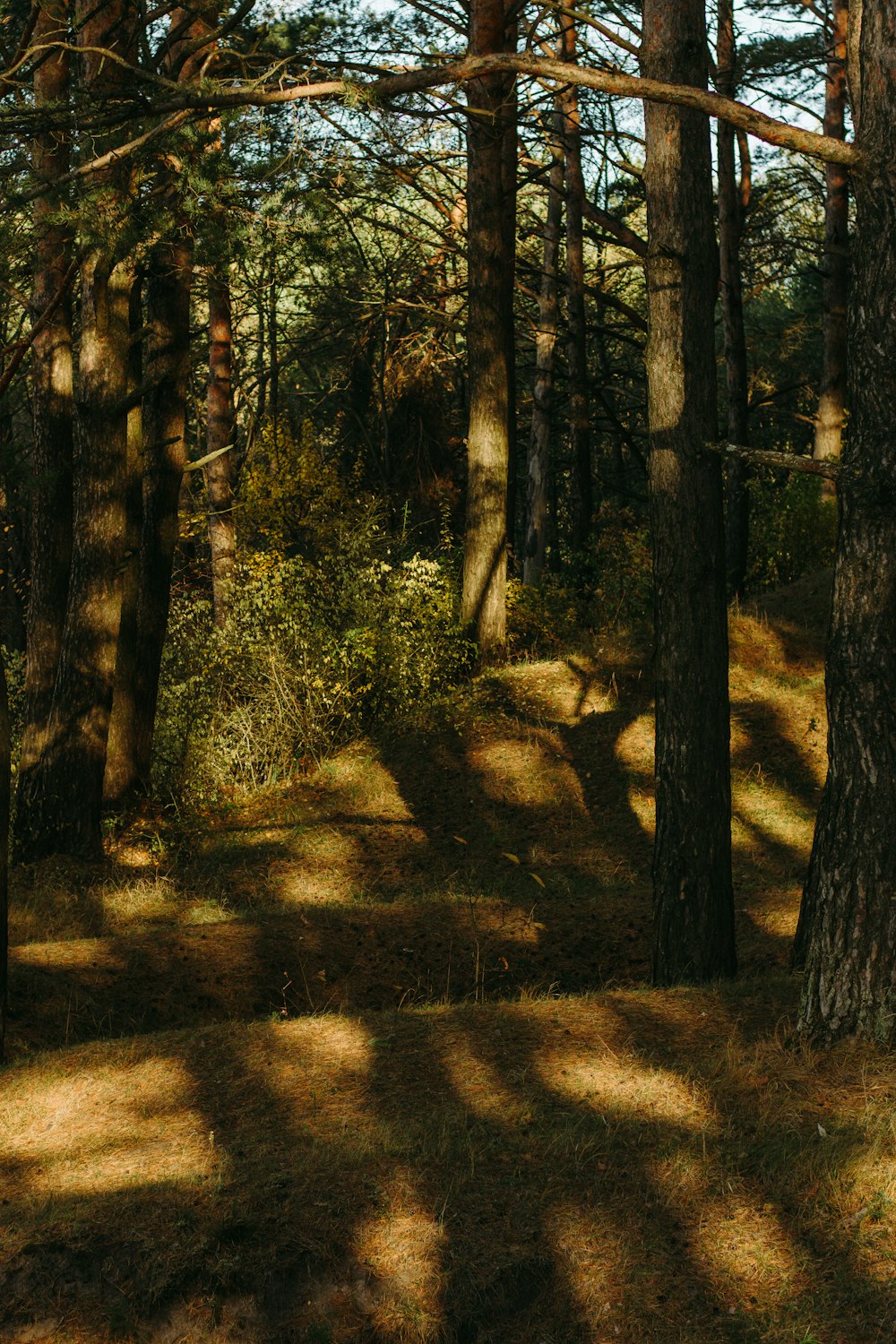 trees in a field during daytime