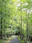 Pathway through dense forest near the gîte, inviting for a nature walk