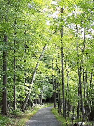 A lush forest pathway lined with tall trees and dense green foliage. Sunlight filters through the canopy, creating dappled shadows on the ground. The path is narrow, seemingly inviting a quiet walk into the woodland.
