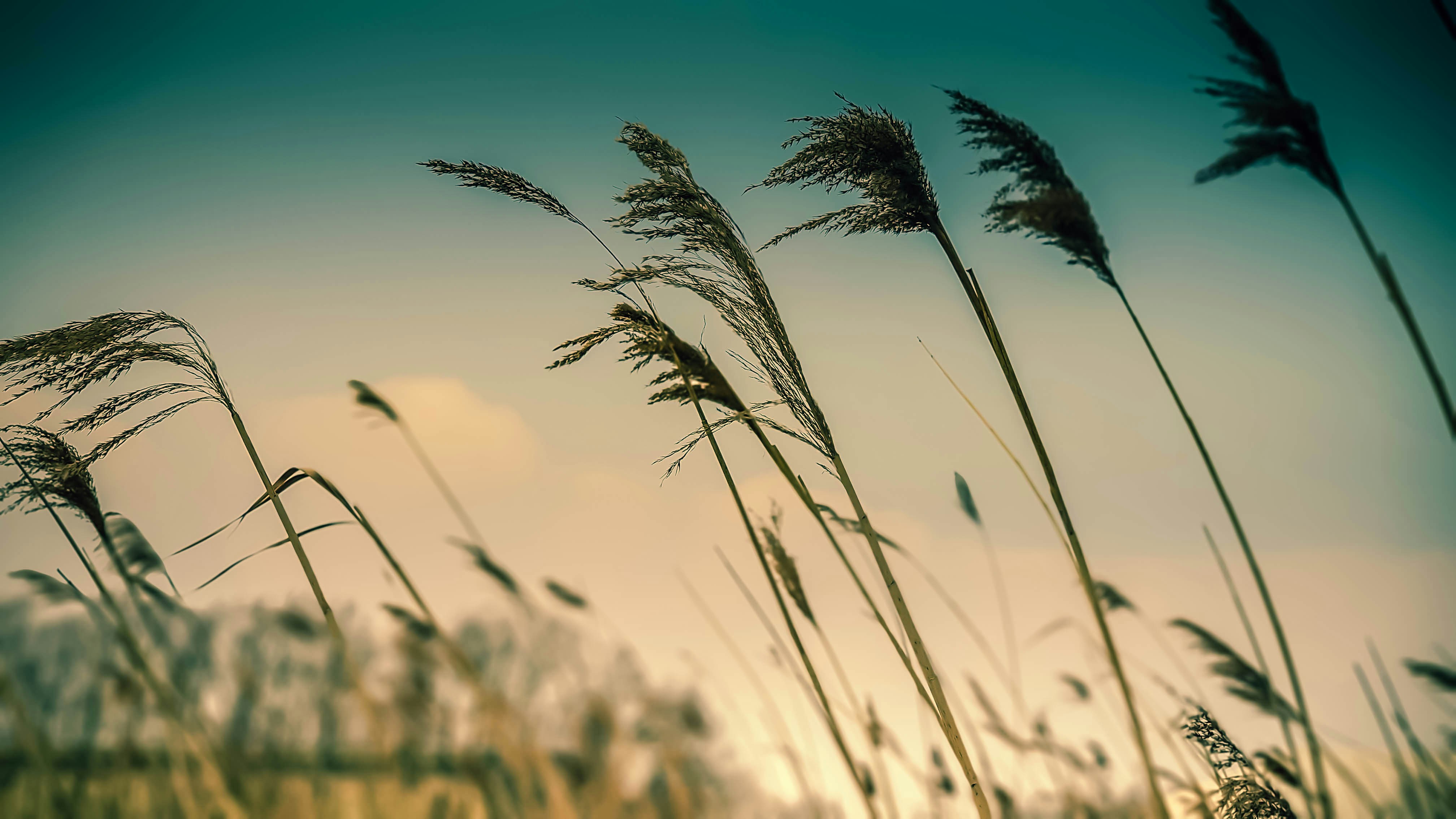 wind blowing leaves photo Free Grass Image on Unsplash