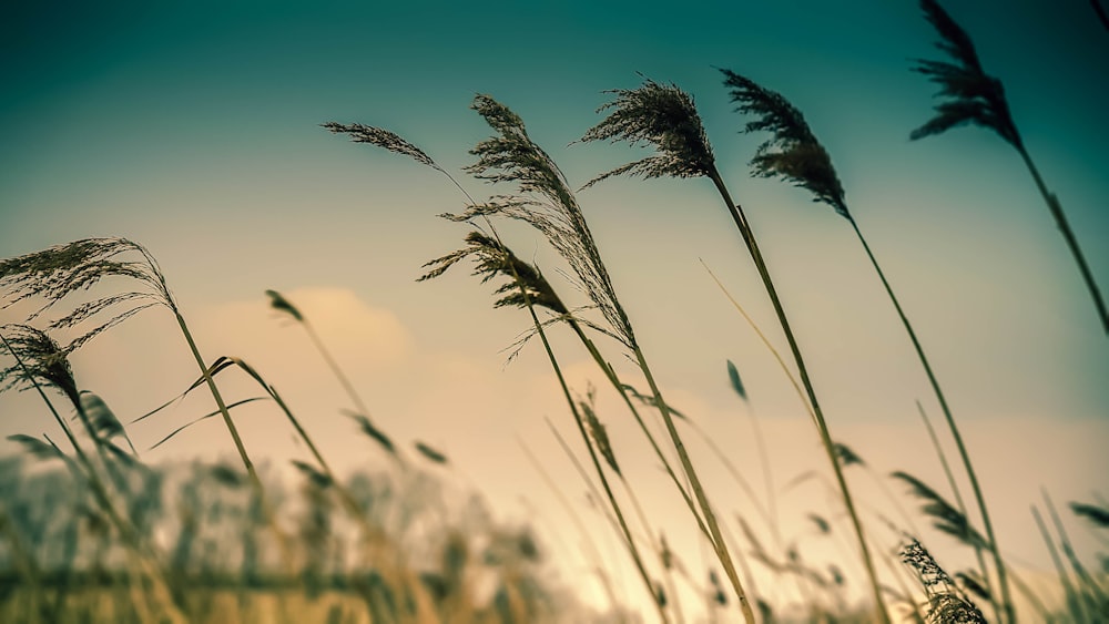 wind blowing leaves