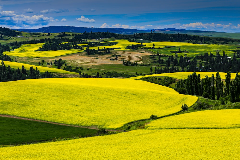 aerial photography of grass field