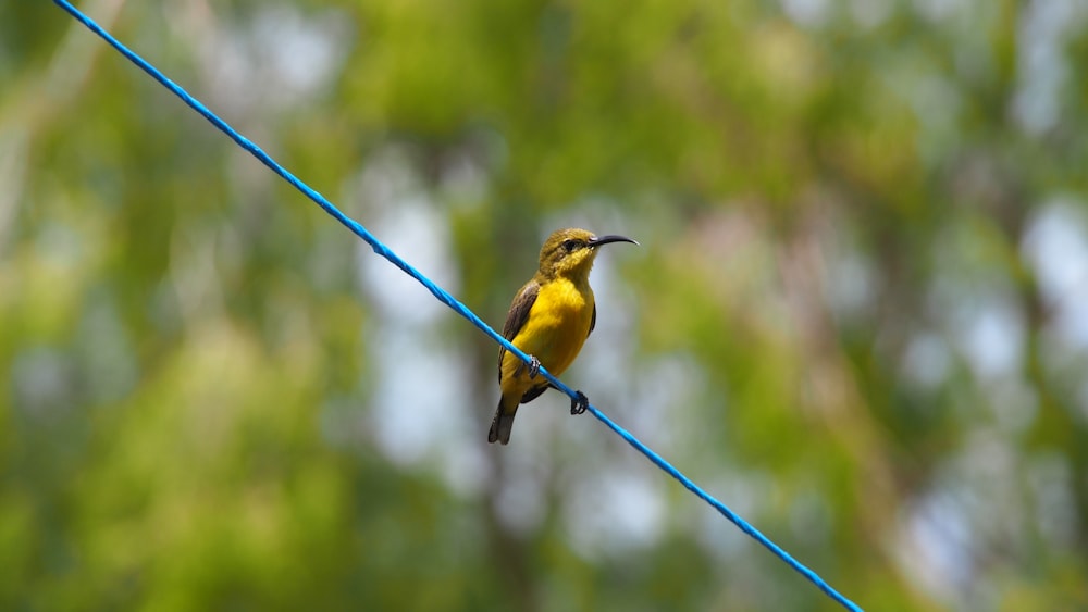 yellow and brown bird perched on blue wire