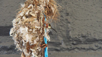 Colorful southern masked weaver building its intricate nest overhead.