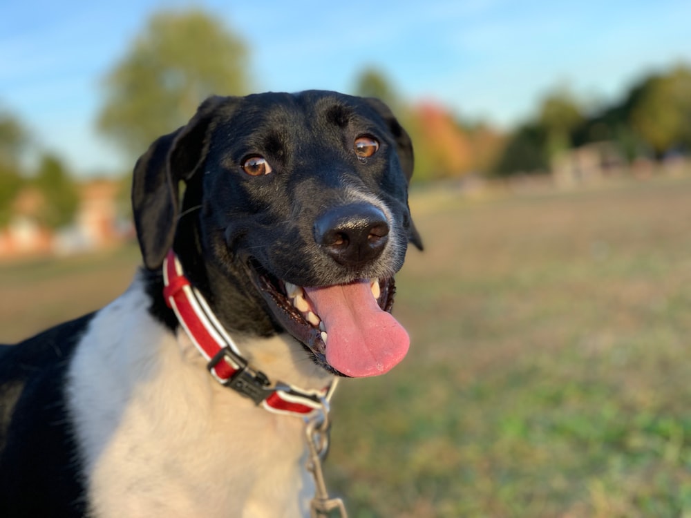 short-coated white and black dog