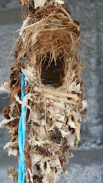 Close-up of delicate bird's nest strands glistening with natural moisture.