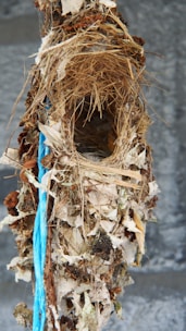 Close-up of delicate bird's nest strands glistening with natural moisture.