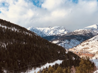 trees on hill during daytime
