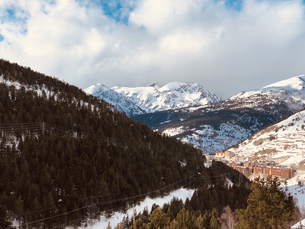 arbres sur la colline pendant la journée