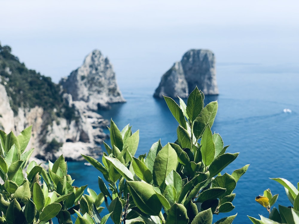 green plant near body of water during daytime