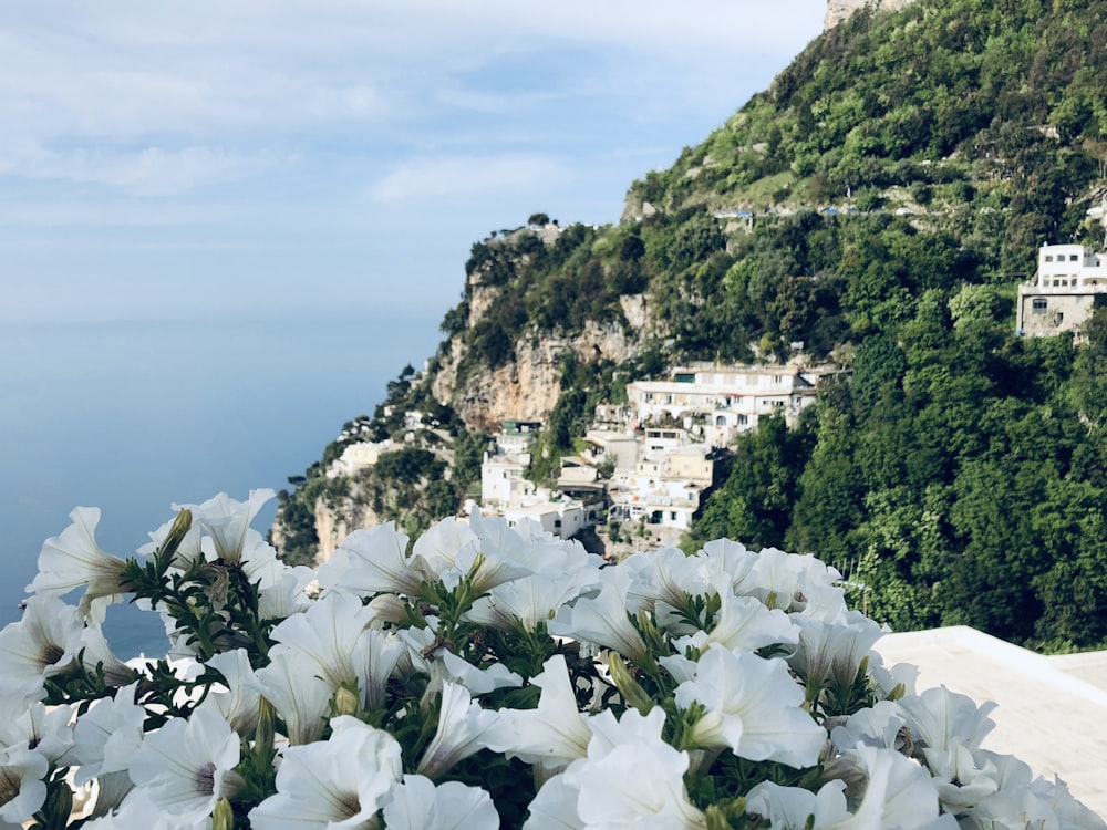 white flowers near green mountain during daytime