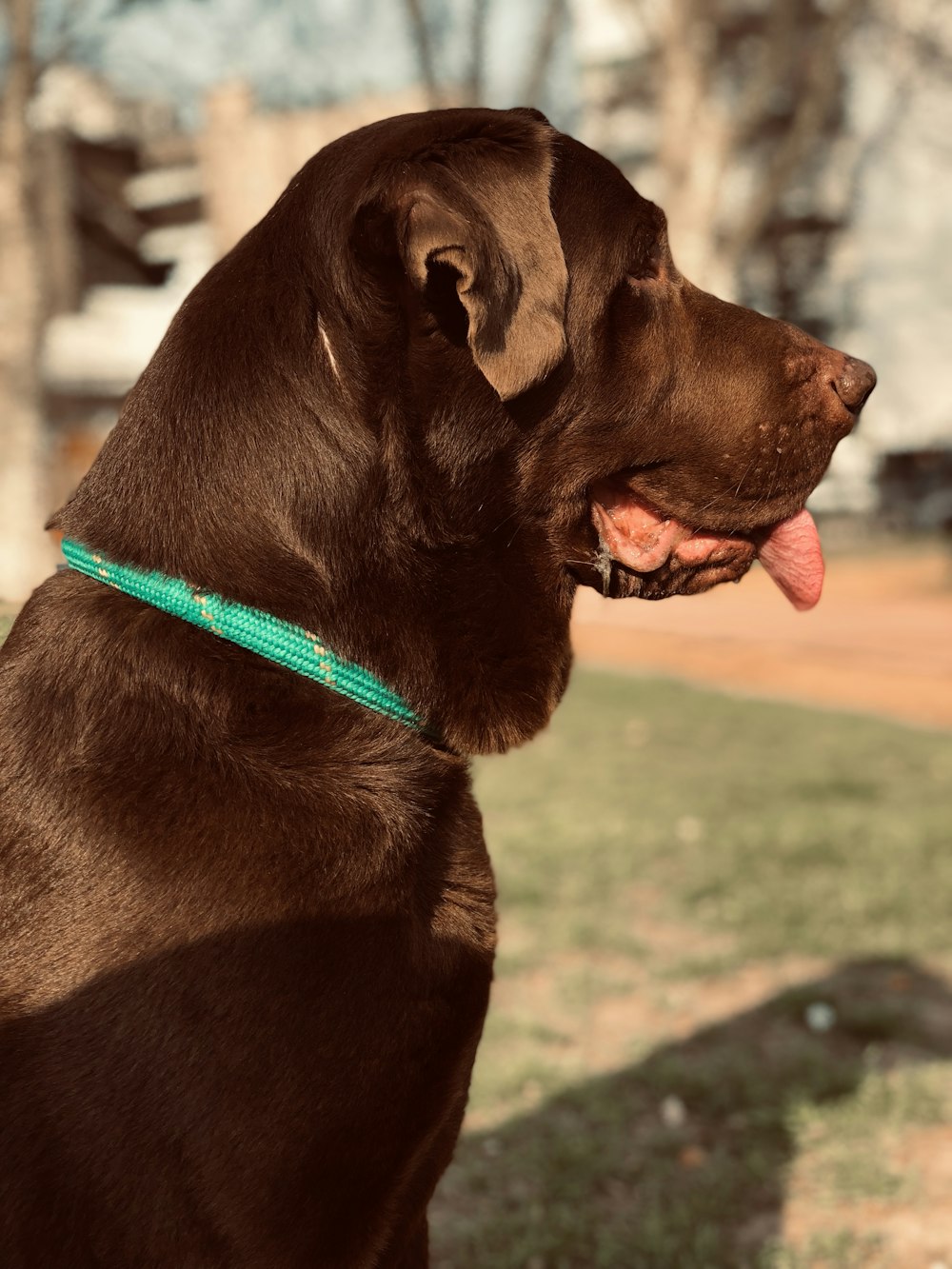 short-coated brown dog