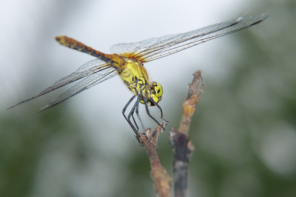 focus photography of yellow dragonfly
