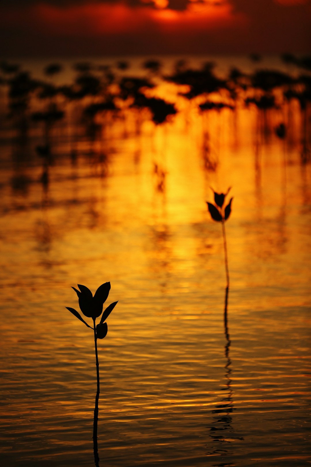 silhouette photo of plant on body of water
