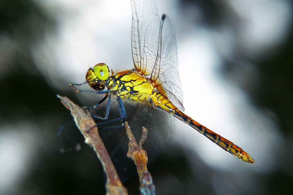 shallow focus photo of dragonfly