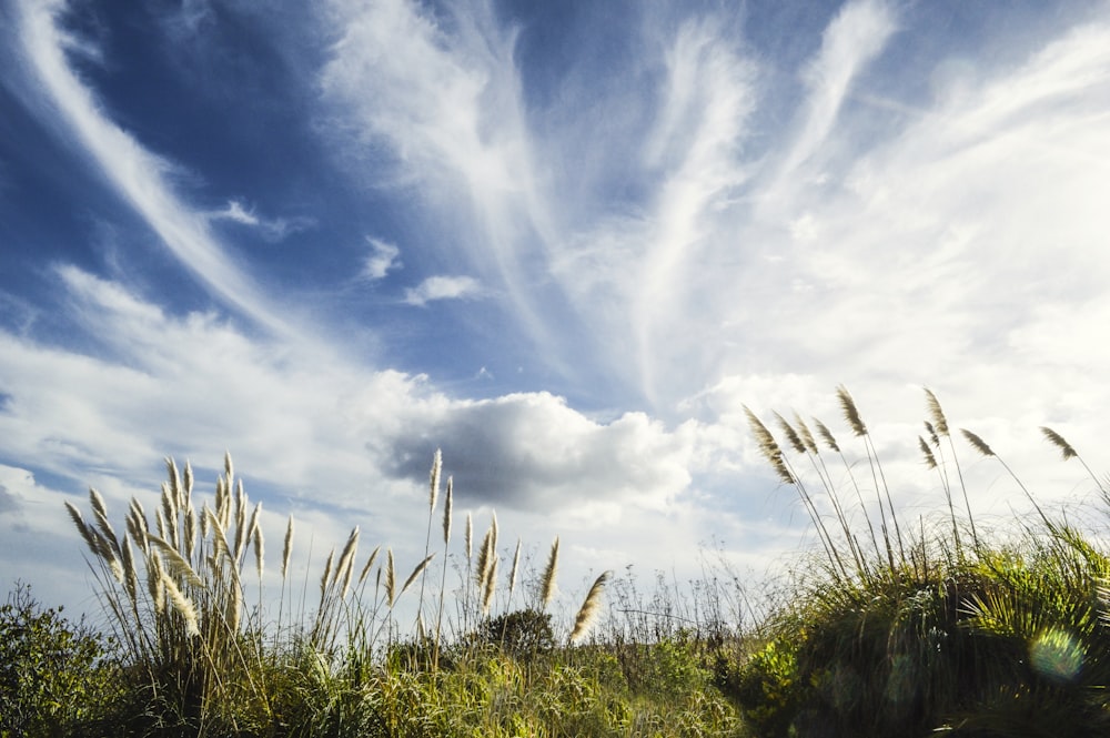 selective focus photography of fountain grasses under cloudy sky during daytime