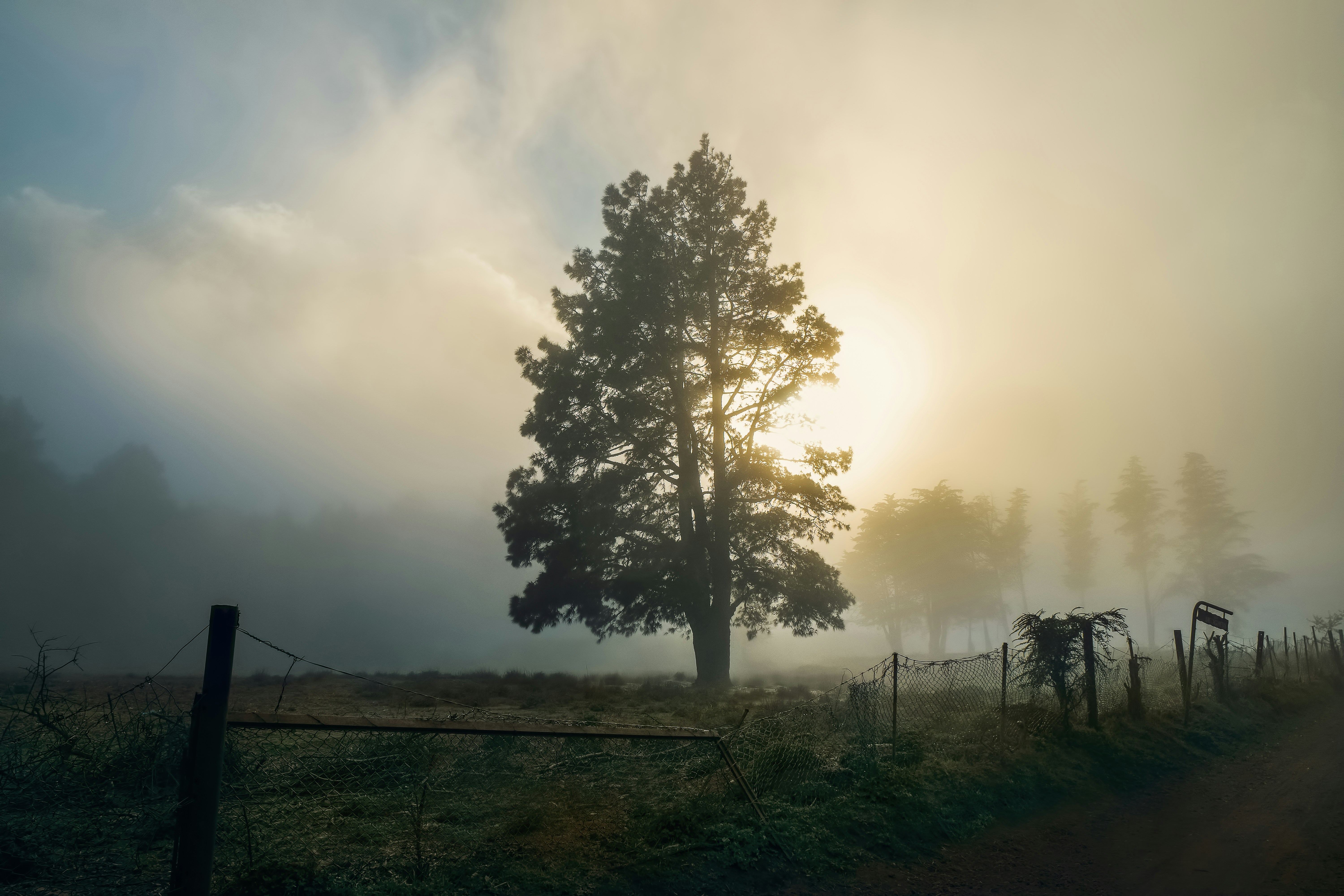green leaf tree during daytime