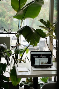 green-leafed plant near laptop and desk